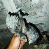 جوجه گلین.