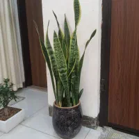 گل سانسوریا ابلق پر پاجوش بلند