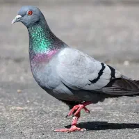 کبوتر یا کفتر چاهی