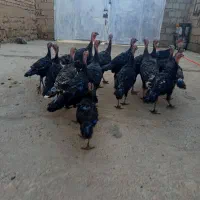 بوقلمون