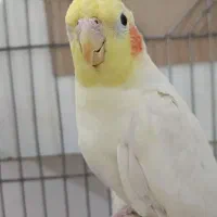 عروس‌هلندی نر
