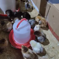 فروش جوجه محلی مرغ