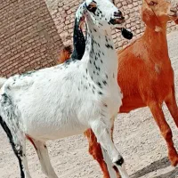 جفت کعرع مری جملی
