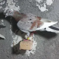 قره هفت رنگ پرشی خوشتیپ۱۰ به ۱۰ کله دم سیاه جوونه