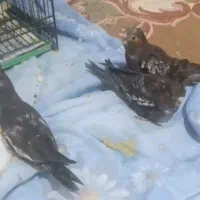 جوجه عروس هلندی سرلاکی