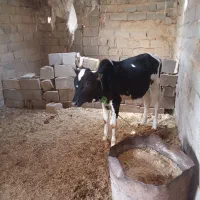 استان ایلام شهرستان دهلران روستای فرخ اباد جدید