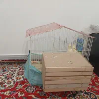 قفس