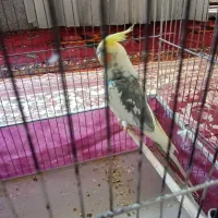 عروس هلندی