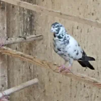 کله دم سبز