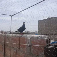 گلی رسمی.سیاه پلنگ نر و ماده