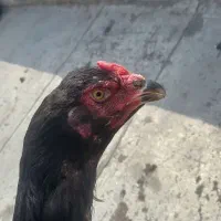 مرغ لاری دوسر افغان ی تیغ مشکی ۱ ساله