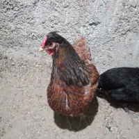 مرغ دورگ بلورد ویاندوت