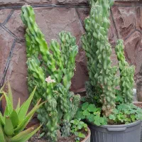 فروش چهار گلدان کاکتوس سخره ای
