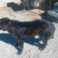 سگ گم شده|حیوانات|برخوار, |دیوار