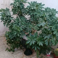 گیاهان|گل و گیاه طبیعی|چناران, |دیوار
