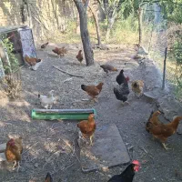 تعدادی فریح جوان
