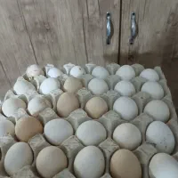 ۷۰عددتخم نطفه دار