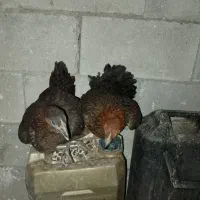 مرغ