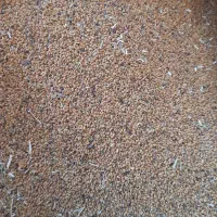 بذر یونجه (قارا یونجا)