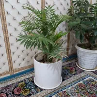 گل های طبیعی زیبا