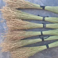 جارودستی