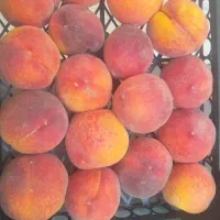 گردو تر هلو