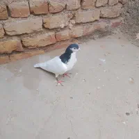 کفتر