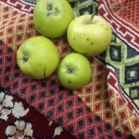سیب ترش وشیرین
