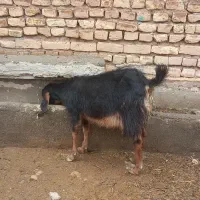 سلام بزوبزغاله ماده فروشی