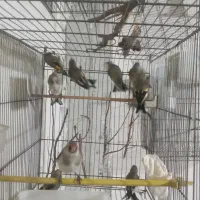 سهره کرمانی