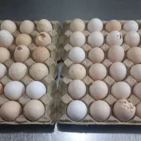 تخم مرغ محلی نوک خورده و نافرم مخصوص شیرینی پزی