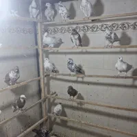 کفتر|پرنده|رباط‌کریم, نصیرشهر|دیوار