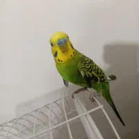 مرغ عشق