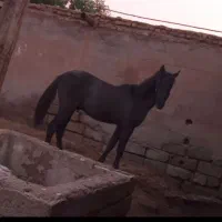اسب نریون