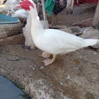 اردک اسرائیلی رنگ سفید