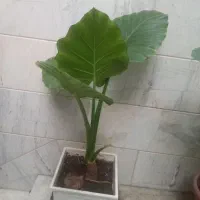 تعدادیمحدود گیاه باباادم .برایفرش