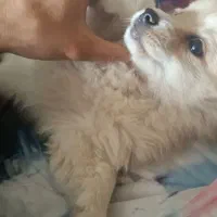 واگذاری پامرین میکس