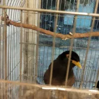 مرغ مینا نر و ماده