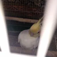 عروس هلندی و قفس
