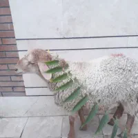 شیشک وبره زنده  بهداشتی