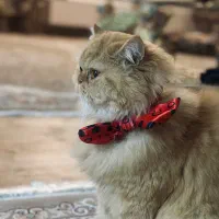 گربه پرشین اصیل شناسنامه دار