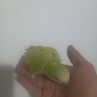 جوجه راهب نرمیخور