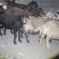 فروش ۲۴ راس میش