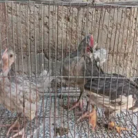 جوجه گلین