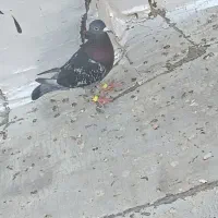 کبوتر