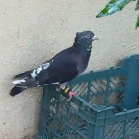 کبوتر باخت رفته
