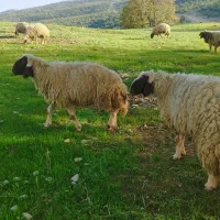 قوچ سنجابی اصیل و شیره دار
