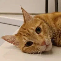 گربه جینجر نر ۶ ساله