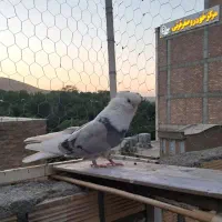 کبوتر ماده قنار