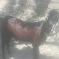 نربز پنجابی ناگرا